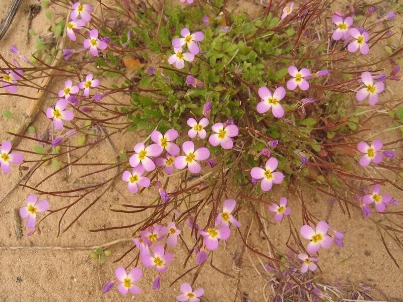 Purple Wildflowers in Sand