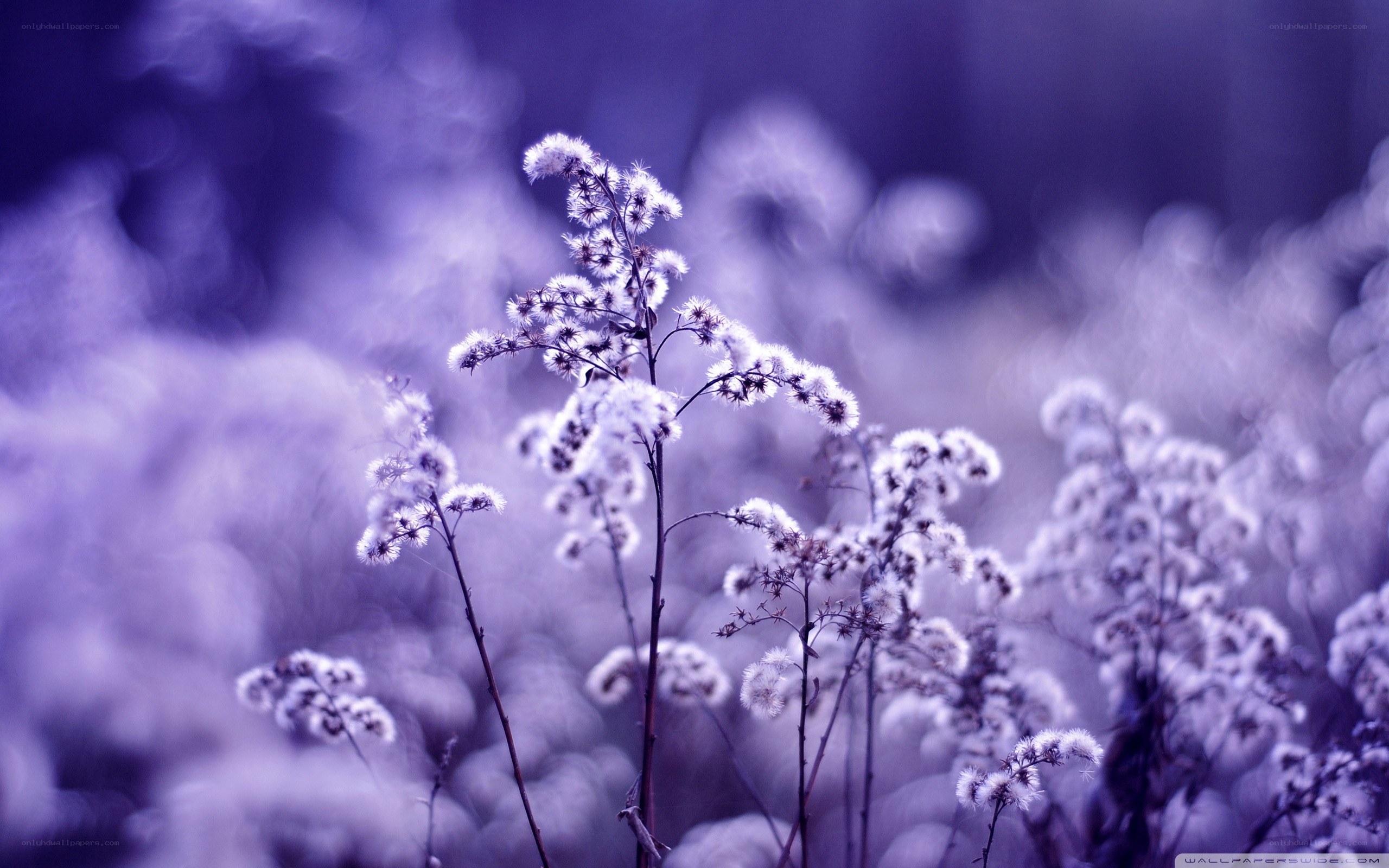 purple wildflowers in soft focus