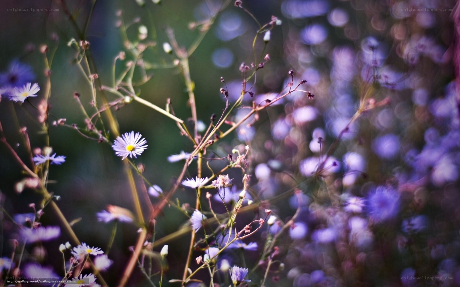 Purple wildflowers in soft focus