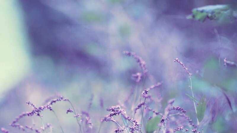 Purple wildflowers in soft focus