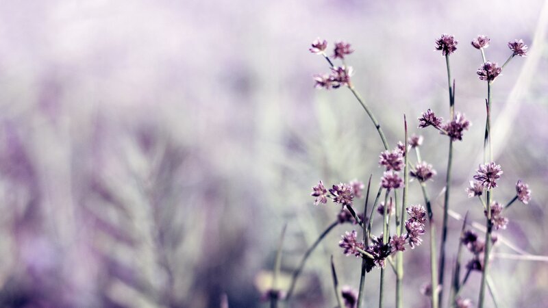 purple wildflowers in soft focus