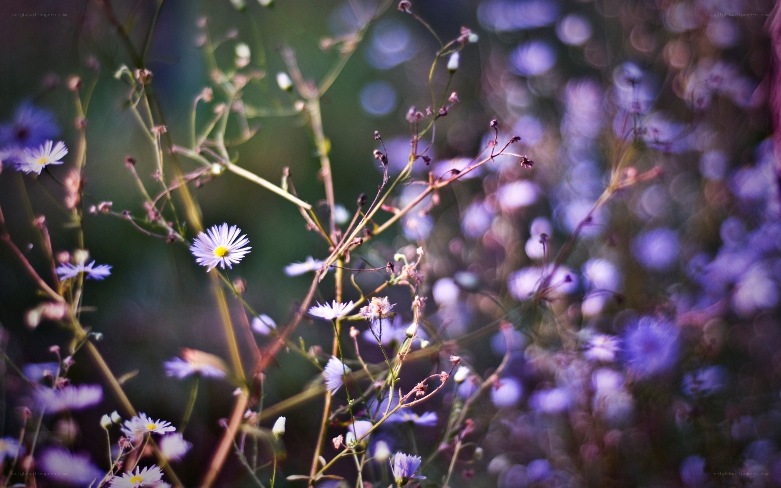 Purple wildflowers in soft focus