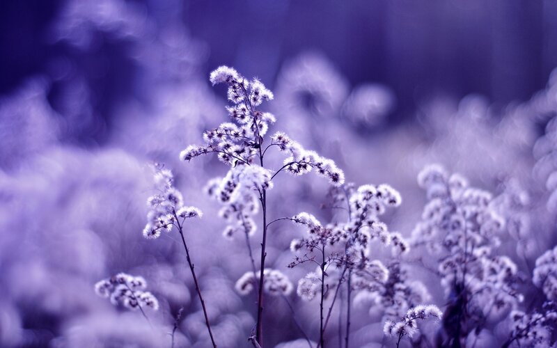 Purple wildflowers in soft focus