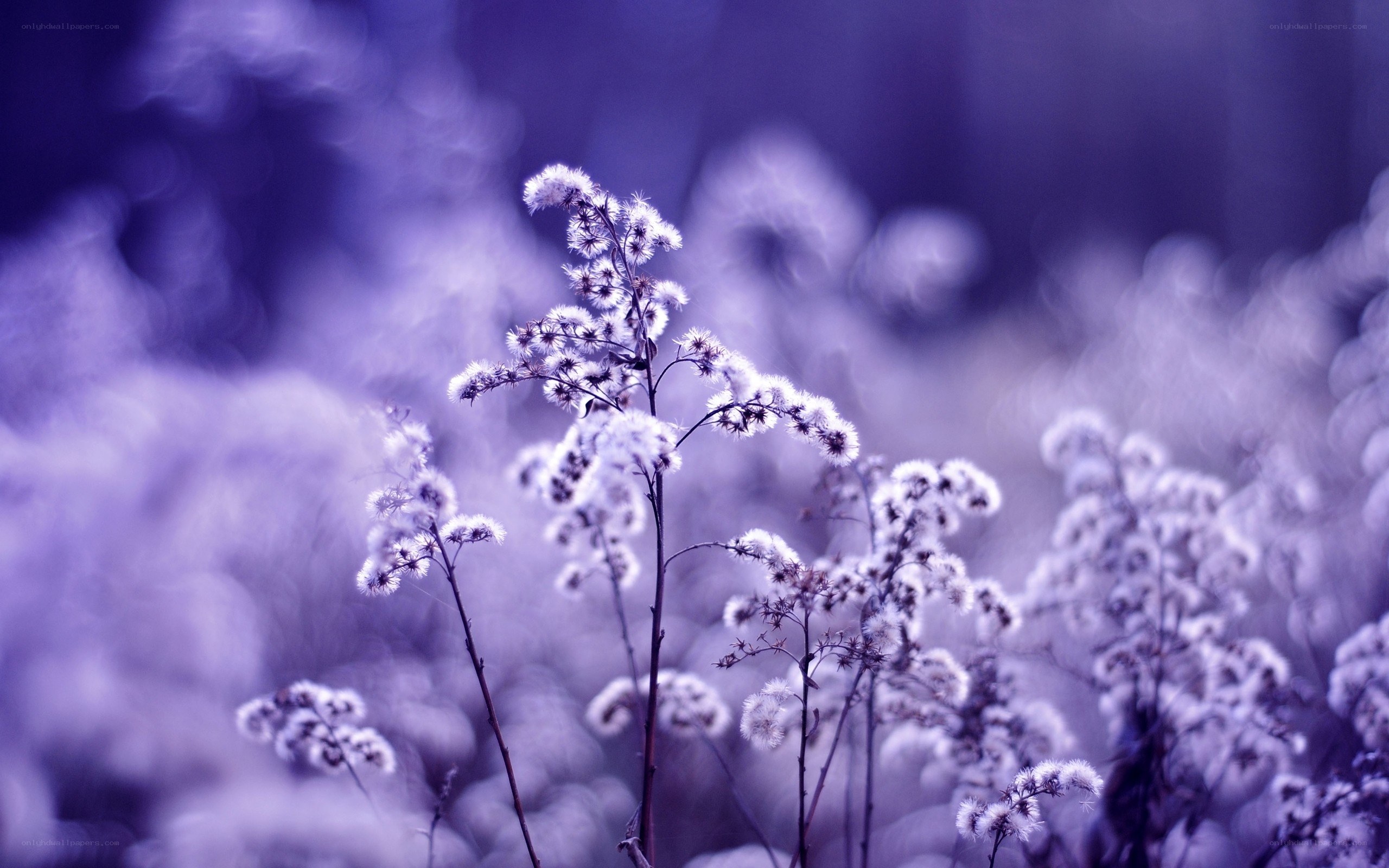 Purple wildflowers in soft focus