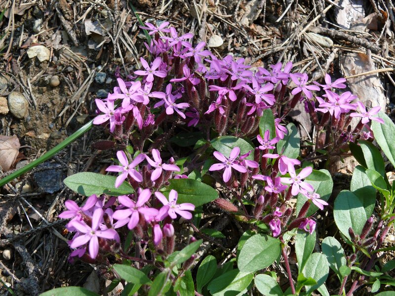 Purple Wildflowers in Soil
