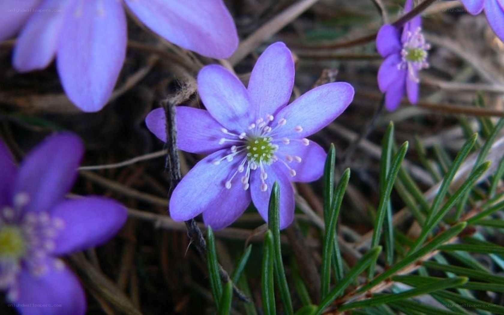 purple wildflowers in spring