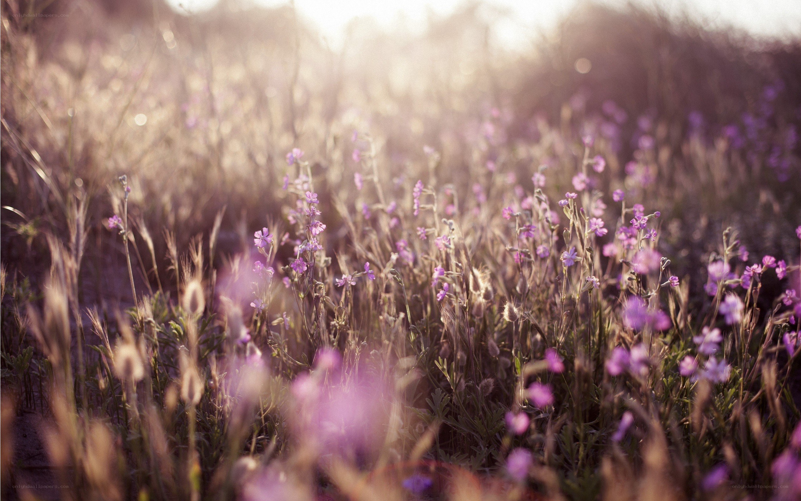 purple wildflowers in sunlight