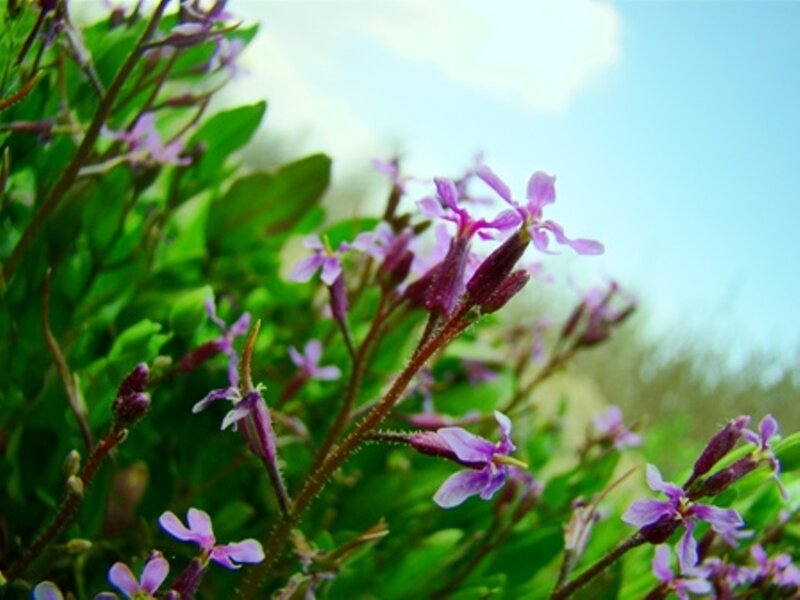 purple wildflowers in sunlight