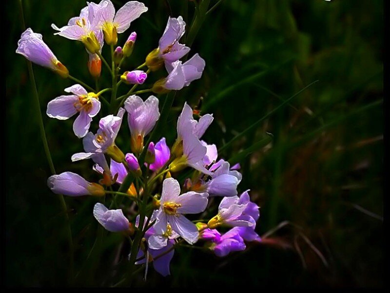 purple wildflowers in sunlight