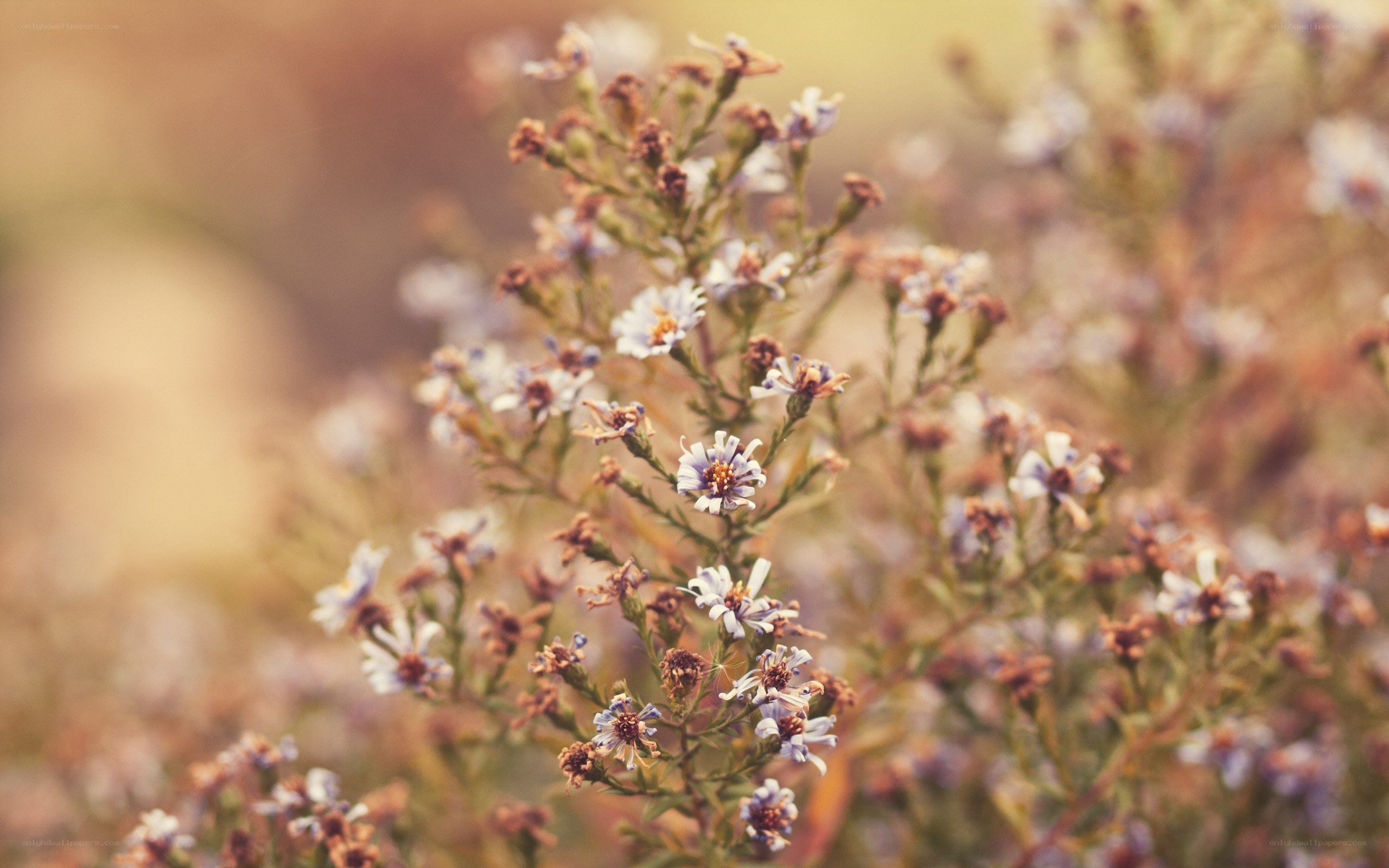 purple wildflowers in sunlight