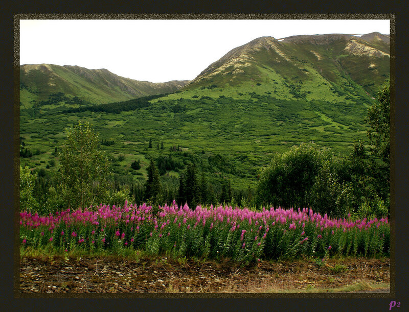 Purple Wildflowers in Valley — Green, Serene, Summer