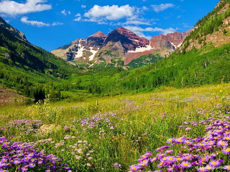 Purple Wildflowers in Valley — Green, Serene