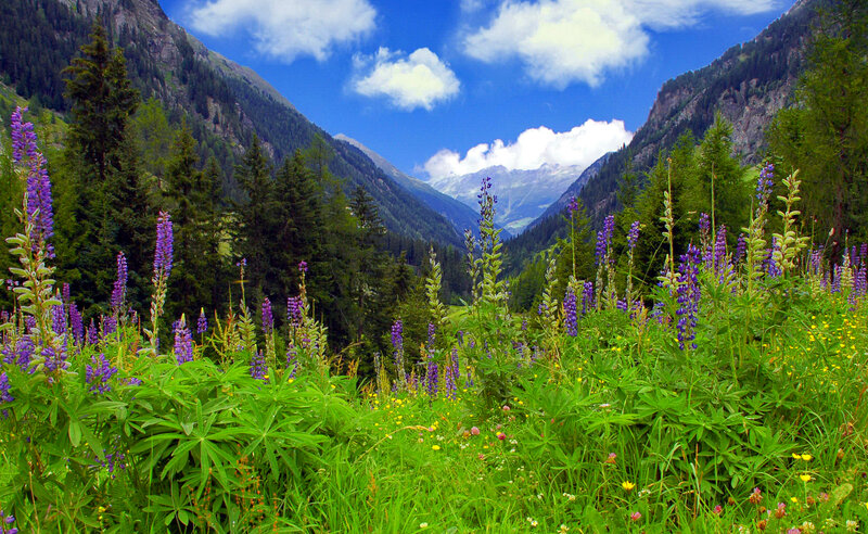 Purple Wildflowers in Valley — Green