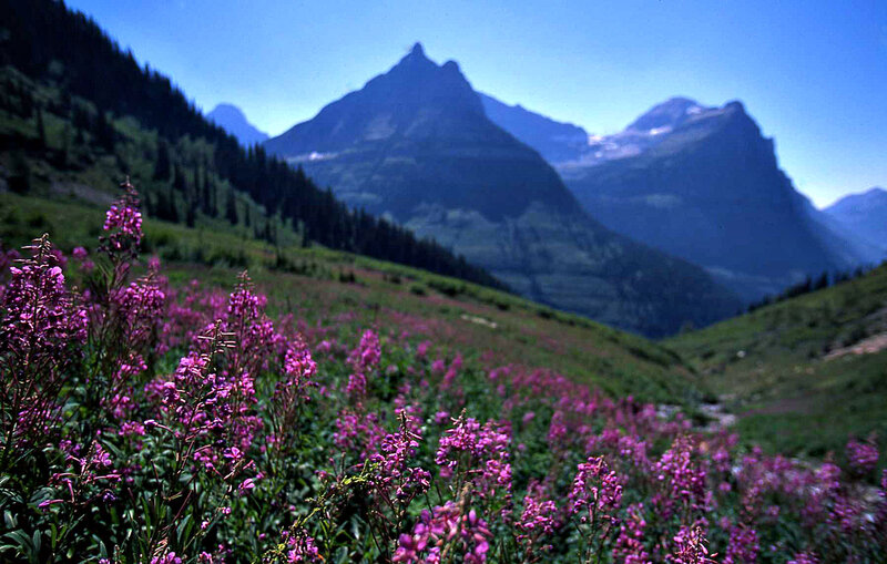 Purple Wildflowers in Valley — Serene, Summer