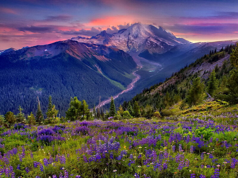 Purple Wildflowers in Valley — Serene