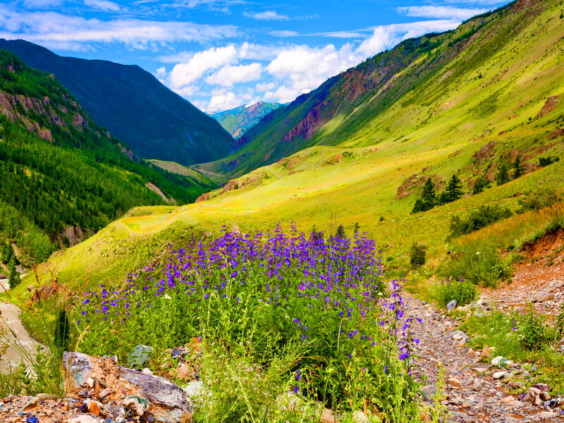Purple Wildflowers in Valley