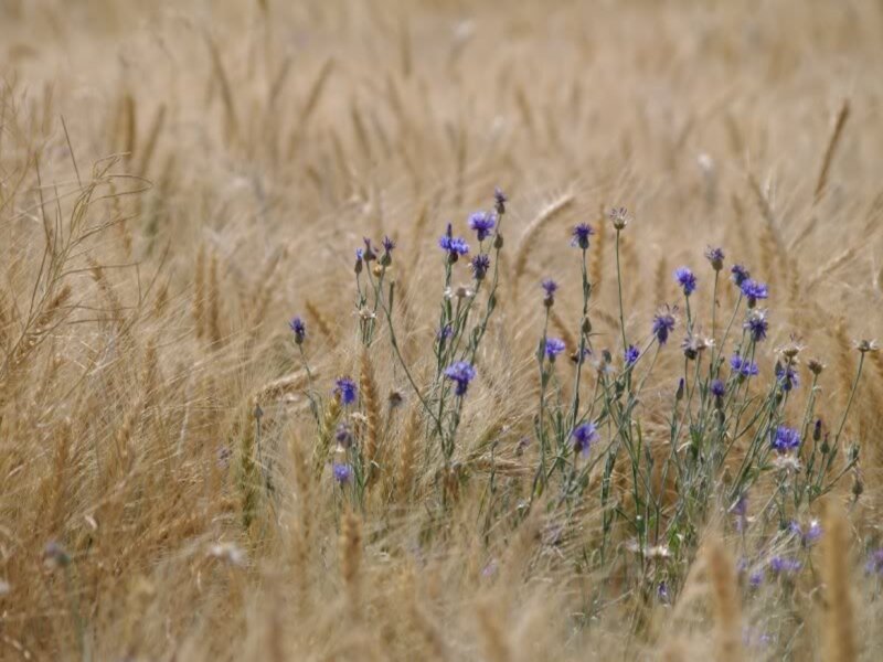 Purple Wildflowers in Wheat