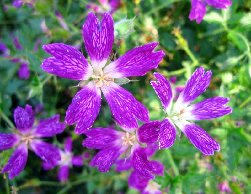 Purple Wildflowers — Natural, Afternoon
