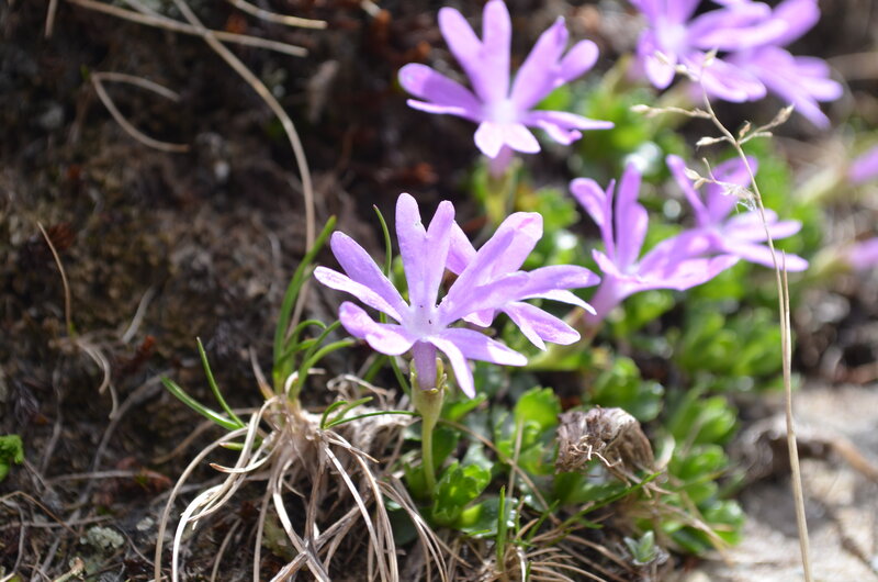 Purple Wildflowers — Natural, Spring, Photograph