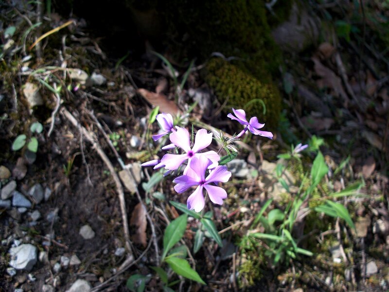 Purple Wildflowers — Natural, Spring