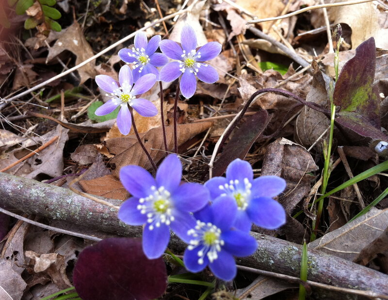 Purple Wildflowers — Natural