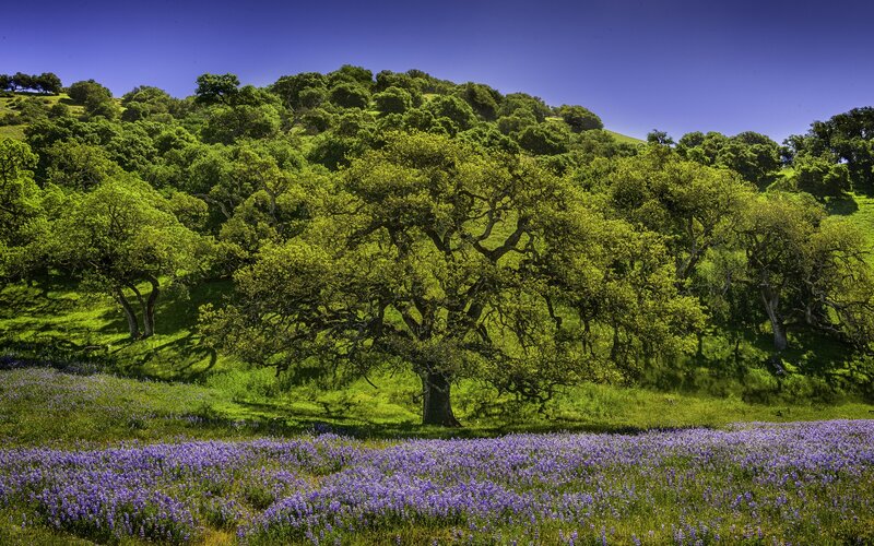 Purple wildflowers on a green hill