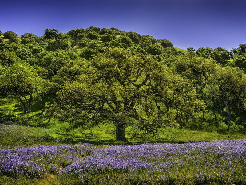 Purple wildflowers on a green hill