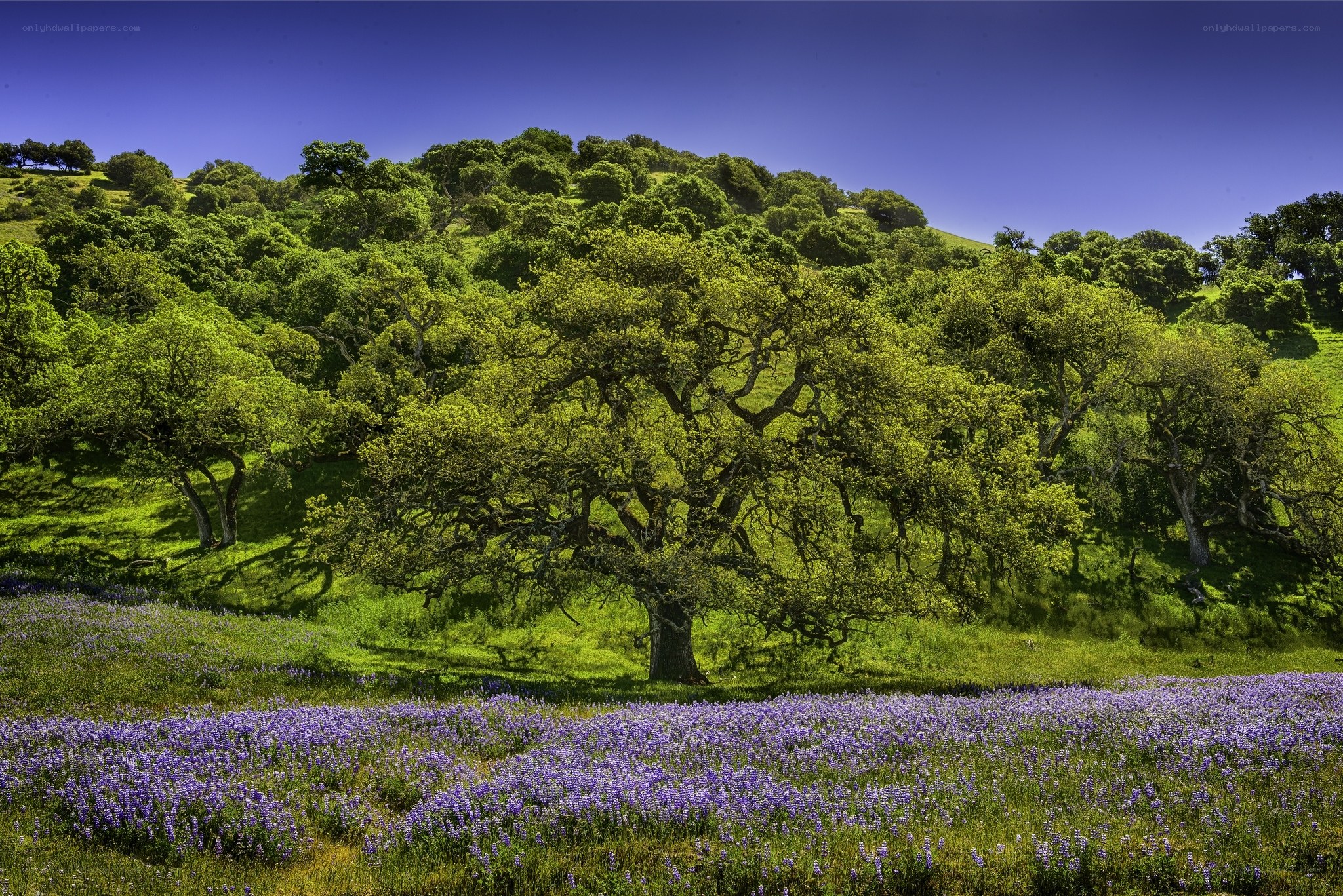 Purple wildflowers on a green hill