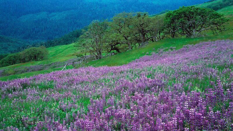 Purple wildflowers on a green hillside