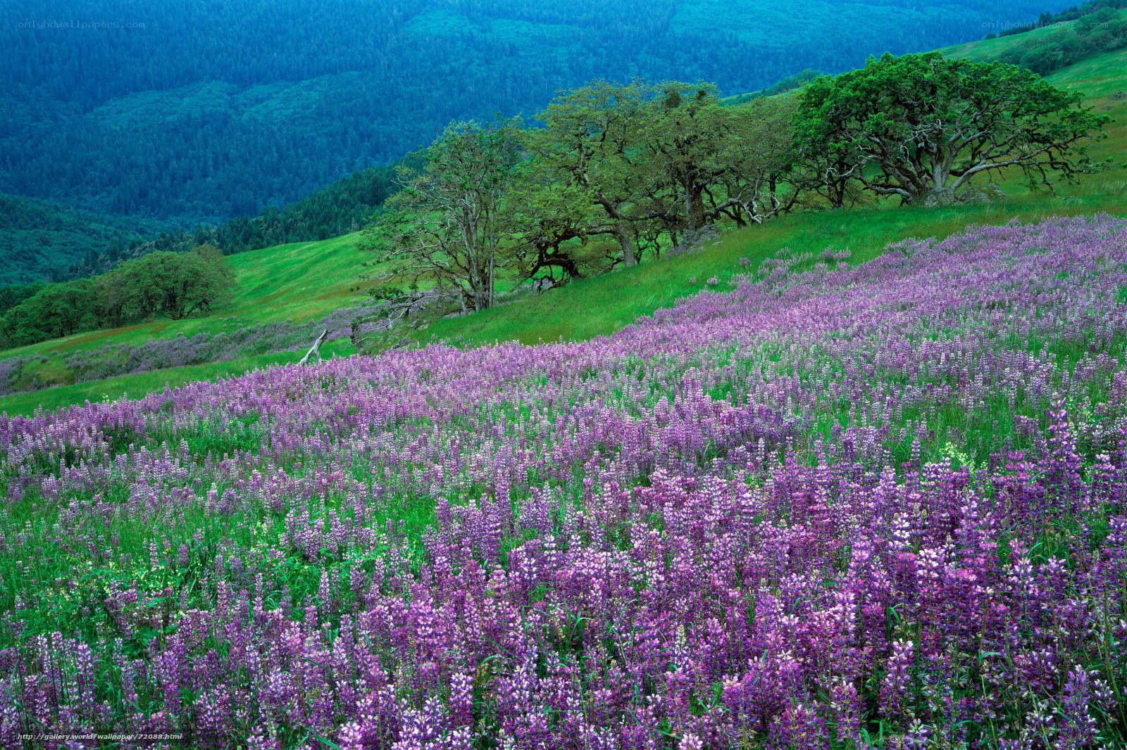 Purple wildflowers on a green hillside