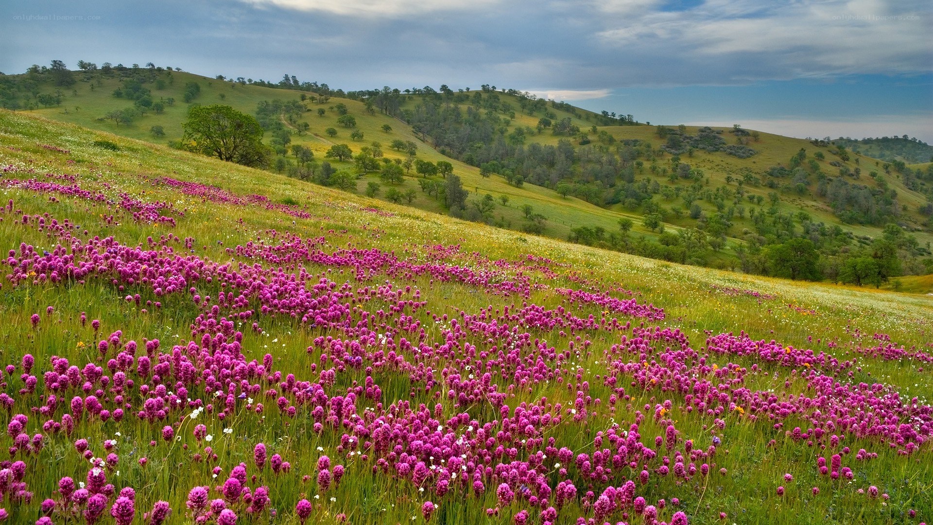 Purple wildflowers on a hillside