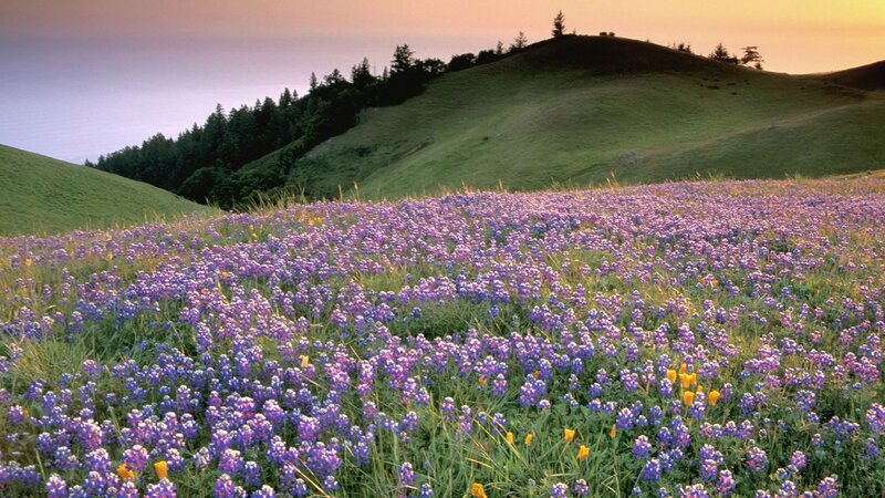 Purple wildflowers on a hillside