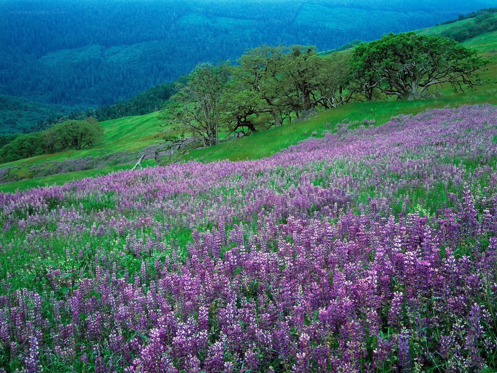 purple wildflowers on a hillside