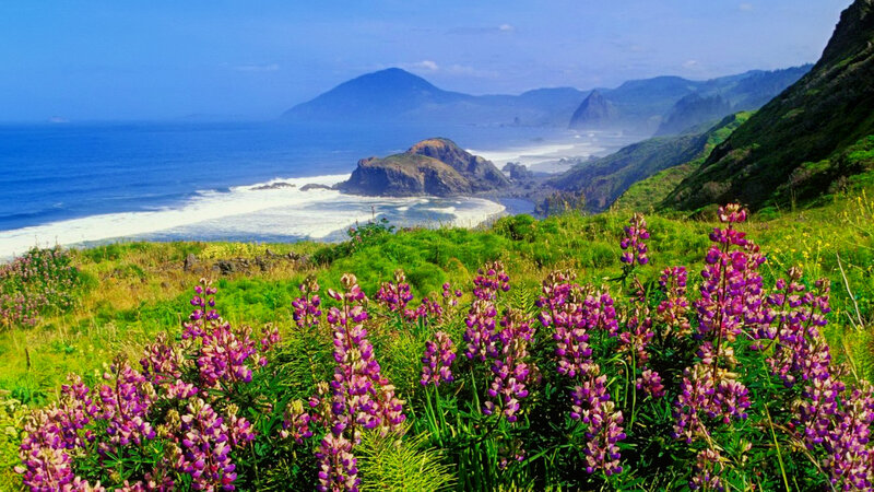 Purple Wildflowers on Cliff — Green, Serene
