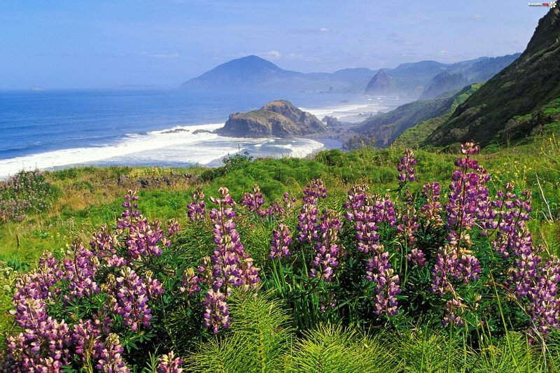 Purple Wildflowers on Cliff — Green