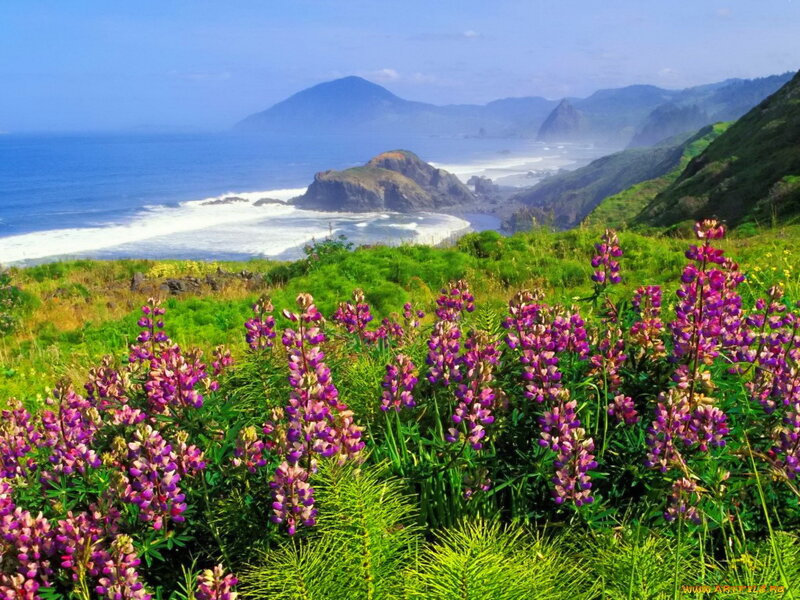 Purple Wildflowers on Cliff