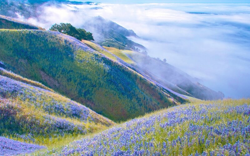 Purple Wildflowers on Hills