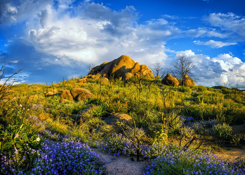 Purple Wildflowers on Hillside — Blue