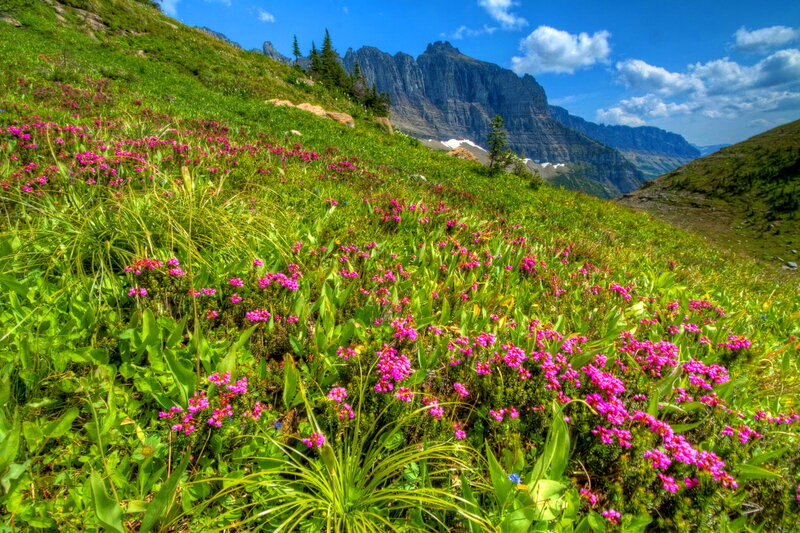 Purple Wildflowers on Hillside — Green, Serene