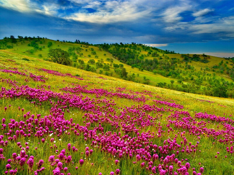 Purple Wildflowers on Hillside — Green