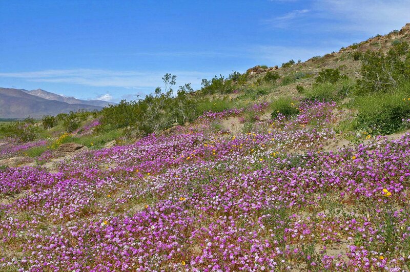 Purple Wildflowers on Hillside — Serene, Afternoon