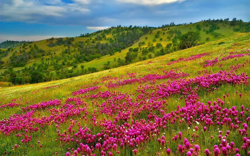 Purple Wildflowers on Hillside — Serene, Spring, Photograph, Hills, Trees