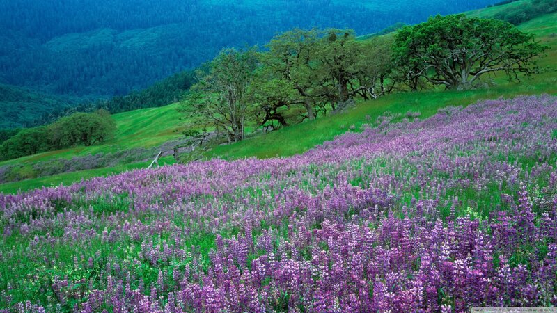 Purple Wildflowers on Hillside — Serene, Spring, Photograph, Trees