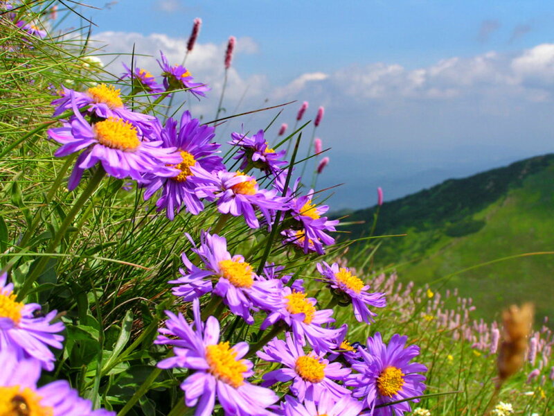 Purple Wildflowers on Hillside — Serene, Summer