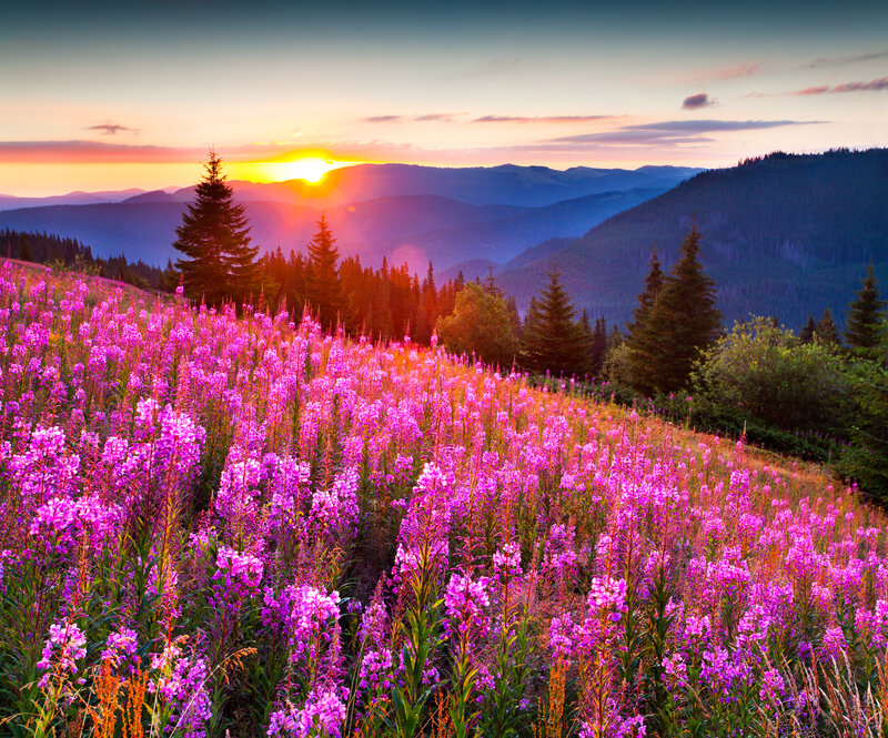 Purple Wildflowers on Hillside — Serene, Sunset, Photograph, Mountains