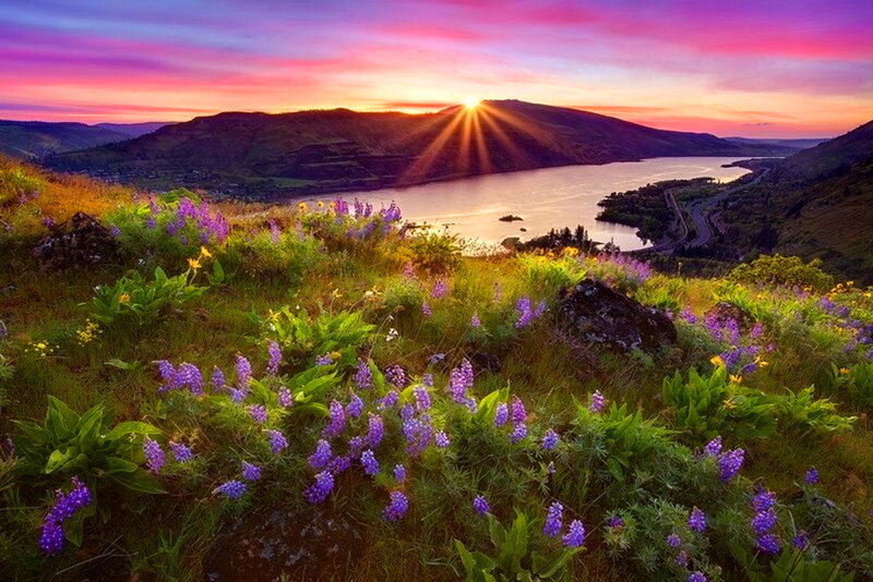 Purple Wildflowers on Hillside — Serene, Sunset