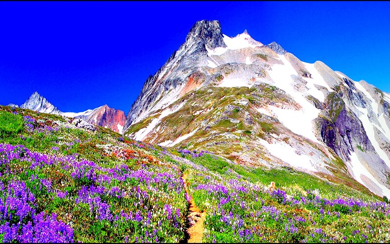 Purple Wildflowers on Mountain — Blue