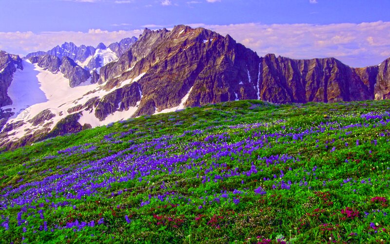 Purple Wildflowers on Mountain — Green