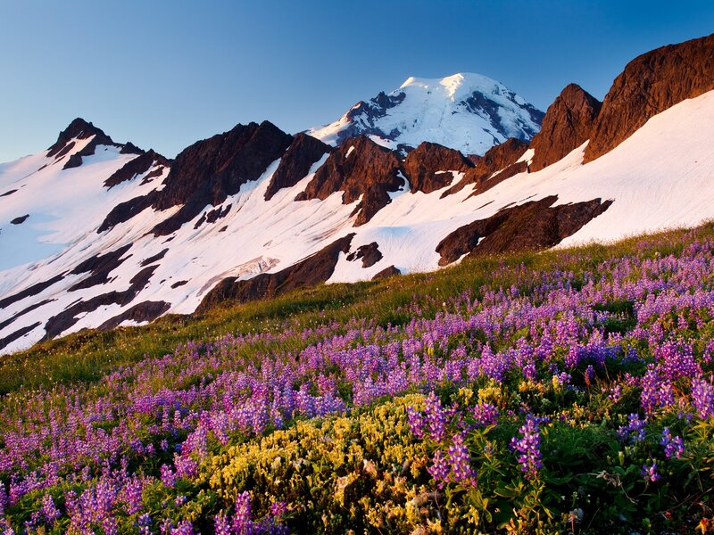 Purple Wildflowers on Mountain — Serene, Morning, Photograph