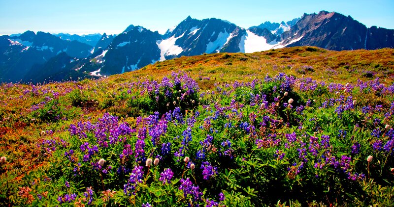 Purple Wildflowers on Mountain — Serene, Summer